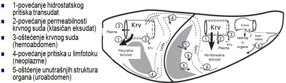 Akutni abdomen i pregled abdominalnog punktata Akutni abdomen (abdomen acutum) predstavlja nastanak abdominalnih tegoba, praćenih bolom koje zahtevaju hitno leĉenje.