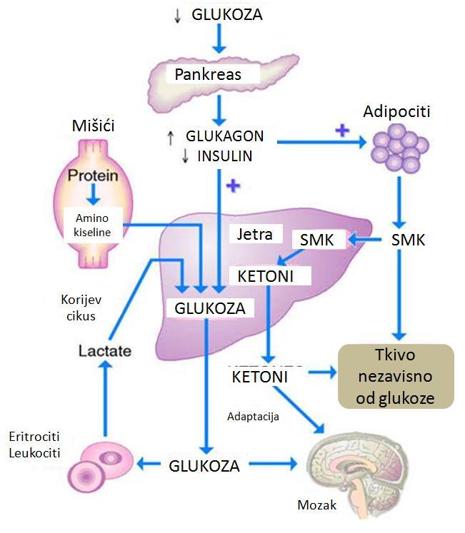 Promene u metabolizmu masti kod negativnog energetskog bilansa i gladovanja Prilikom gladovanja dolazi do procesa koji je sprat lipogenezi i gojasnosti, a to je proces lipolize.