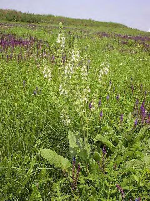 13 II Oпис природних, створених и предеоних одлика Слика 3: памук трава (Salvia austriaca) Слика 4: Степски