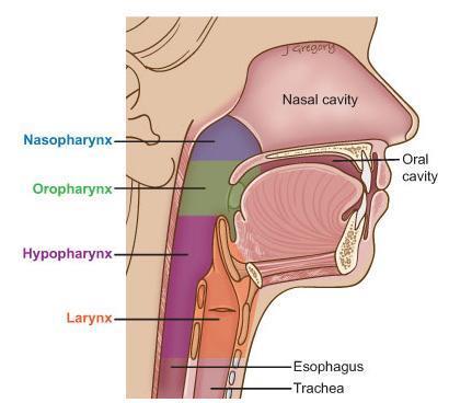 Hypofarynks og larynks HYPOFARYNKS OG LARYNKS 1.