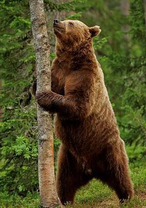 Општи карактеристики за кафеавата мечка (Ursus arctor) Надворешен изглед Должина на тело: 154-215 cm Висина на раменици: 87-126 cm Должина на опаш: 6-14 cm Тежина: 120-345 kg Кафеавите мечки имаат