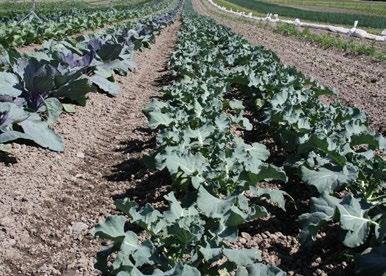 وقد ثبت بأن تغطية التربة بالمواد العضوية الطازجة لديها تأثيرات إيجابية كبيرة على محاصيل البروكولي من ناحية العناصر الغذائية التي تحتوي عليها وبنيتها أيضا.
