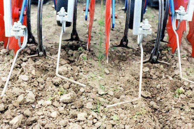 استخدام آلة أمشاط مكافحة األعشاب الضارة في حقل البصل الذي تم زراعته بوسيلة البذر المباشر.