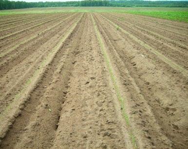 ومن ثم فإن التربة ت صبح أكثر دفئا وأكثر تفككا )غير متماسكة( إال أنها ت صبح أكثر حساسية تجاه الجفاف. إن الزراعة باستخدام حفار يتطلب وجود مسافة أكبر للحصول على ما يكفي من التربة لتكوين الحفر.