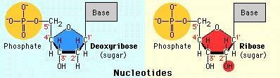 RNA RiboNucleicAcid m-rna t-rna r-rna RNA U Ribose C3 -endo (messenger RNA) (transfer RNA) (ribosmal RNA)