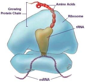 m-rna m-rna t-rna