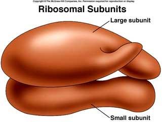 2017 The 50S subunit of the ribosome.