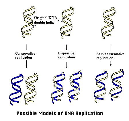 DNA