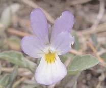DAN I NO] - Viola tricolor Dobro poznata ukrasna biljka, ~esta u vrtovima i ba{tama. Samoniklo raste na suvim livadama. Mo`e se uzgajati i u posudama.