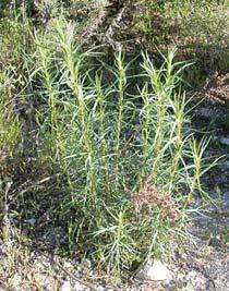 ESTRAGON - Artemisia dracunculus Vi{egodi{nja zeljasta biljka. Gaji se zbog listova, koji sadr`e velike koli~ine eter~nih ulja.