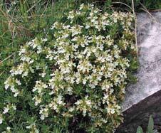 IVA (TRAVA IVA) - Teucrium montanum Zeljasta biljka suvih predela. Raste {irom Ju`ne Evrope i Male Azije, na kamenjarima, suvim livadama, uz `ivice i puteve.