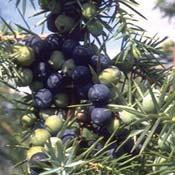 KLEKA - Juniperus communis Evropska pionirska vrsta, prilago ena `ivotu u najekstremnijim uslovima kako klime, tako i zemlji- {ta.