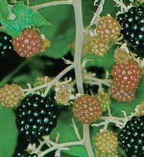 KUPINA - Rubus fruticosus [iroko rasprostranjena, ~e{}e u brdskoplaninskim predelima, u {umama, `ivicama i du` puteva.