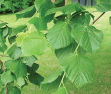 LINCURA - Gentiana lutea Vi{egodi{nja zeljasta biljka jakog, razgranatog korena koji prodire duboko u zemlju.
