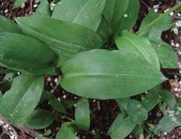 LUK SREMU[ (MEDVE\I LUK) - Allium ursinum Jo{ jedna vrsta iz porodice lukova. Raste u vla`nim hrastovim {umama. Sakuplja se lukovica i listovi bogati vitaminom C.