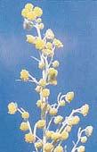 PELIN BELI (VERMUT) - Artemisia absinthium Vi{egodi{nja, poludrvenasta biljka, koja se gaji radi li{}a i cvetnih pupoljaka bogatih eteri~nim uljima. [iroko medicinski ~aj: 1.