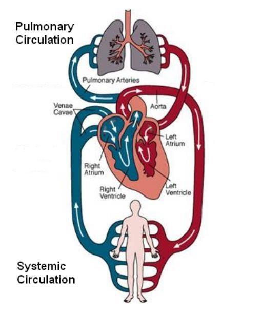 Sistemul vascular - clasif.