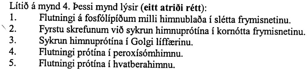 l>essi frumu framleioir millifrumuefni ems og sest af aberandi komottu frymisneti asamt rikulegum seytibolum. 3.