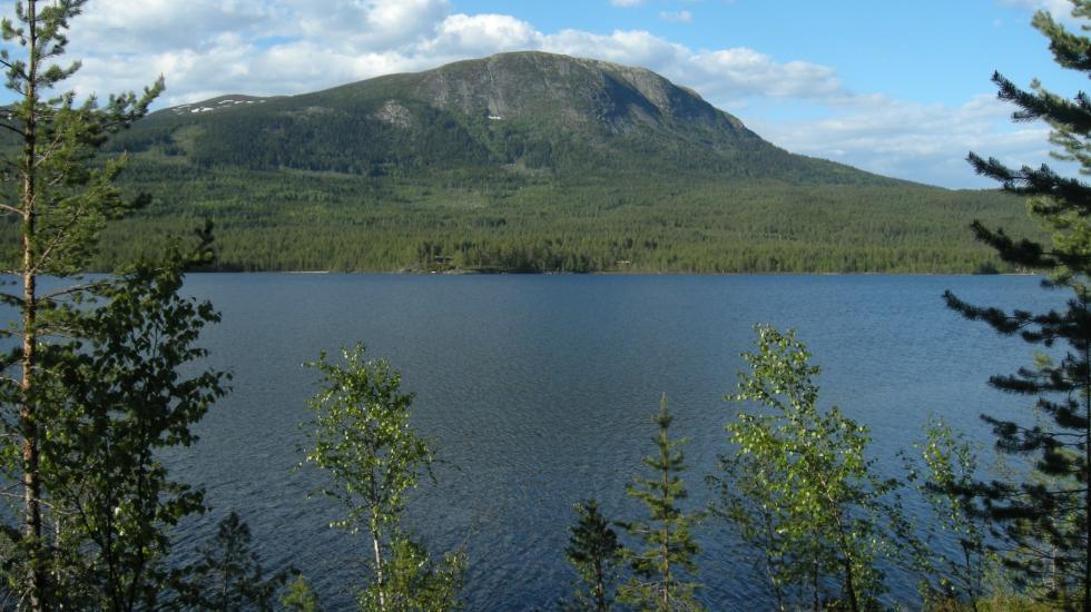 Skog som del av klimaløysingaog del av