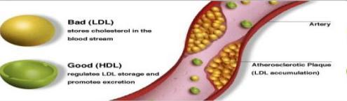 Effekt på blodlipider Kan lavkarbodietter kan være ugunstig for kolesterolet?