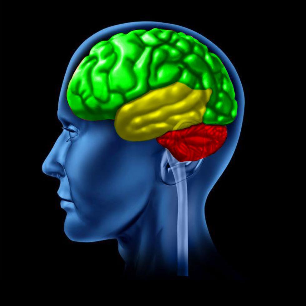Reguleringsmekanismer Resonering (prefrontal korteks) Erfaringshjernen