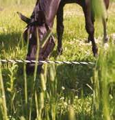 for hest - band Permanent el-gjerde med ståltråd for kjøttfe