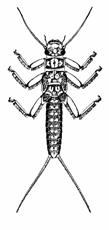 Steinfluer Forsuringstoleranse for steinfluer (Plecoptera) i humusrike vassdrag basert på laveste kjente ph område/nivå der arten er observert.