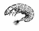 Vårfluer Forsuringstoleranse for vårfluer (Trichoptera) i humusrike vassdrag basert på laveste kjente ph område/nivå der arten er observert. Vanlig forekommende arter i østlandsområdet er markert ( ).
