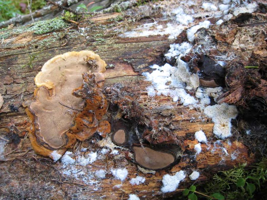 Lobaria pulmonaria funnet på steinblokk. I tillegg er stiftfiltlav Parmeliella triptophylla og glattvrenge Nephroma bellum funnet sparsomt på selje og osp.