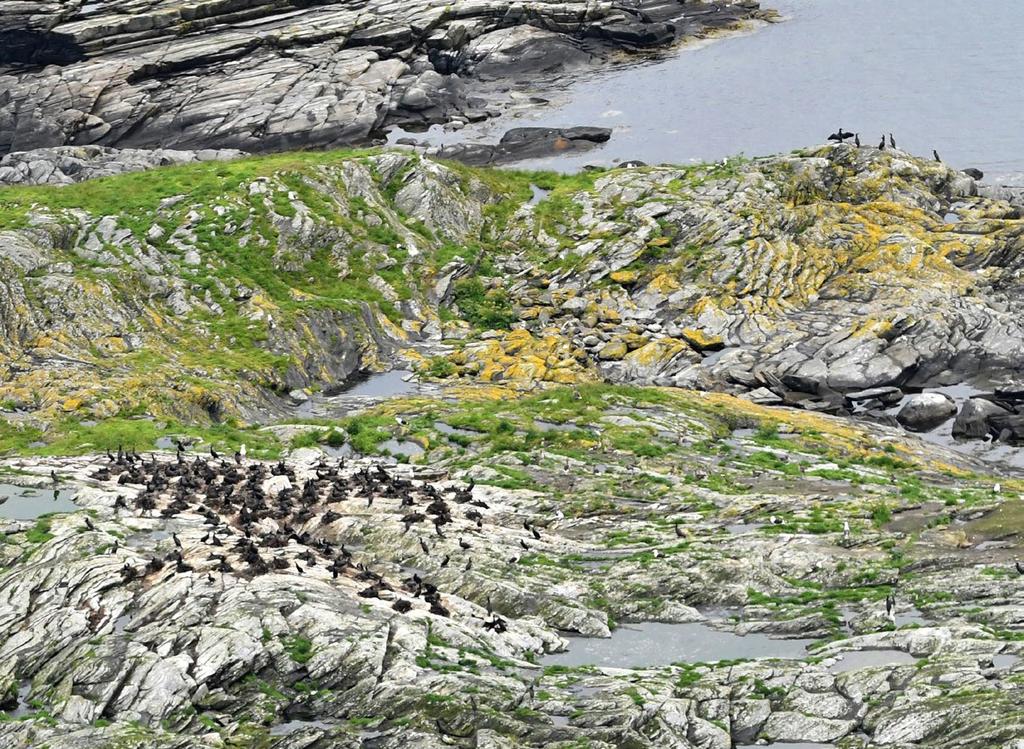 Koloni av mellomskarv i Boknafjorden. Denne underarten av storskarv er i frammarsj i våre sørligste fylker. Foto: Geir H.