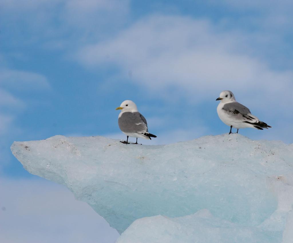 Krykkjer i Kongsfjorden på Svalbard. Foto: Børge Moe sammenfallende med en rask og plutselig økning i overflatetemperatur i 1990-årene.