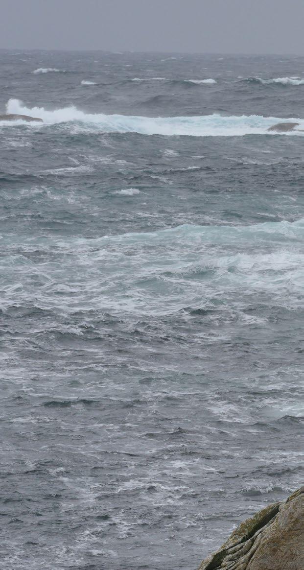 Toppskarvens diett forutsier rekrutteringen av nordøstarktisk sei Hos enkelte pelagiske fiskebestander som f.eks.