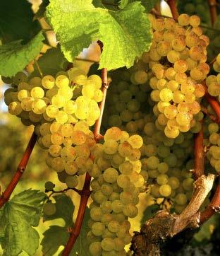 Chardonnay-druen Chardonnay is the Queen of Grapes. Le Montrachet, a Burgundian Chardonnay, inspired Alexandre Dumas to declare that one must drink this wine on bended knee, with head bared.