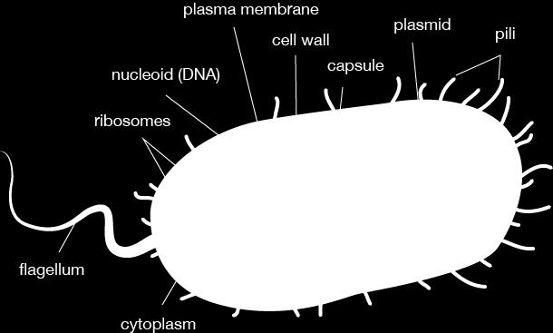 اوال : الخاليا بدائية النواة Prokaryotes تعد الخلية بدائية النواة اقل الخاليا تطورا كونها اكثرها بدائية من حيث الشكل والتركيب وتتميز باآلتي: أ. ب. ج. تمثل للخلية البدائية النووية) Nucleoid (.