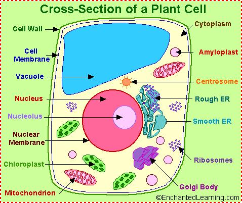 شكل يوضح خلية حقيقية النواة )الخلية النباتية( تحتوي خاليا الكائنات الحقيقية النواة على كتلة صغيرة من املادة األولية Protoplasm وتتكون من السايتوبالزم والنواة ومحاطة بغشاء بالزمي.