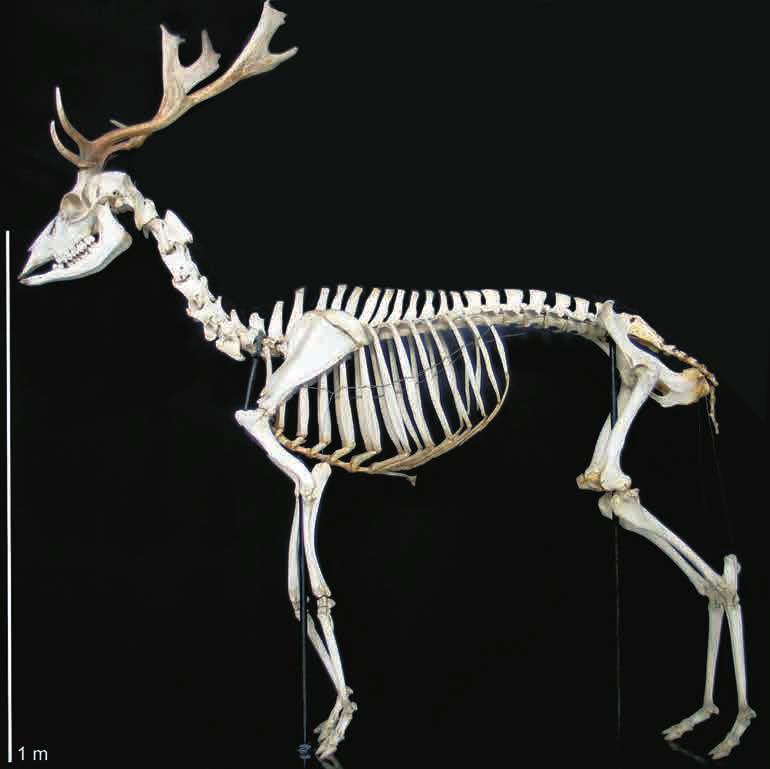 Aksishirve (Cervus axis) luustik Haruldane on suhteliselt algelise kehaehitusega imetaja, austraalia sipelgasiili (Tachyglossus aculeatus) luustik, mis osteti 1892. aastal Hamburgist.