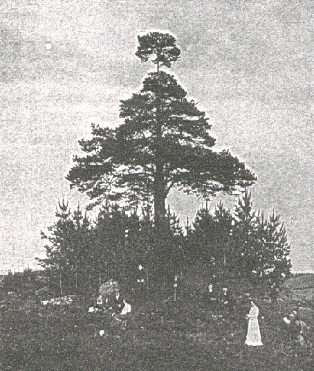 istutati rootsi ajal ja see puu oli nii jäme, et kaks meest ei ulatunud puu ümbert kinni võtma. Männist möödumisel pidi alati ristimärki ette lööma. Puule viidi ka ohvreid, nt.