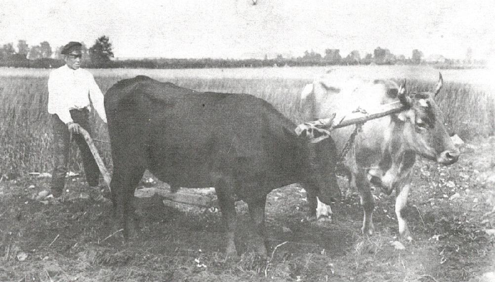 KUI HÄRJAD OLID TÖÖLOOMAD Kolga kandis kadus härjapidamine 20. sajandiks. (1949. aastal Krasnojarski kraisse küüditatud eestlased said asumisel uuesti härgadega tööd teha.