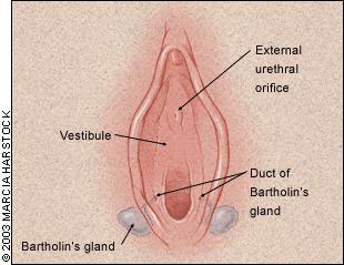 BARTHOLINITT Bartholinske kjertler er lokalisert på hver side av introitus