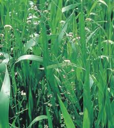 BCA BCA Hyrdetaske Lomme Gjetertaske Korsblomstfamilien Capsella bursa -pastoris Sommer- og vinterettårig, frøformering, 0-30 cm høy.