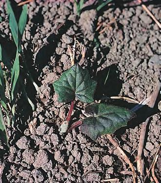 Formerer og sprer seg hovedsakelig med frø, men vegetativ formering forekommer ofte etter oppdeling av rota med jordarbeidingsredskap.