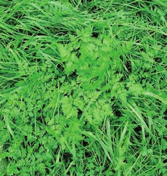 TUSFA KM KM Vild kørvel Cow-parsley Hundekjeks Hundkäx Skjermplantefamilien Anthriscus sylvestris OMS Flerårig plante som formerer seg og sprer seg med frø og ved