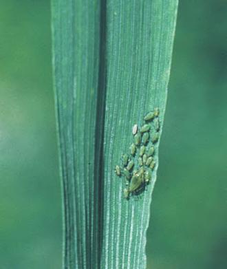 Havrebladlus angriper særlig planter som er utsatt for stress (tørke, kjørespor) og planter i nærheten av kantvegetasjon. Havrebladlusa overvintrer som egg på hegg.