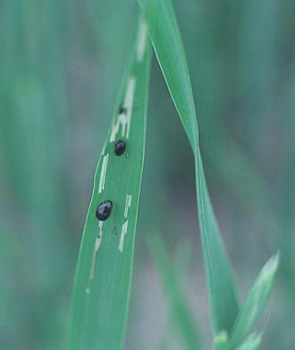 Den lever på grasarter fra kornet modnes fram til høsten, hvor de flyr over på hegg, uvingede hunner befruktes og legger egg. RHOPPA Forekomst Angriper i hovedsak vårkornartene.