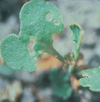 Skade- og nyttedyr Nepejordloppe Oljevekster Phyllotreta spp. Skade Voksen PP Jordloppe Jordloppor Turnip flea beetle Skade Skålformete gnag på frøblad, og de første bladene om våren.