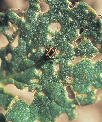 Metallglinsende farge. Nepejordlopper har gule striper på dekkvingene. Går over på kulturplanter først i tørt vær, når temperaturen er over 0 C. Dette skjer vanligvis i slutten av mai.