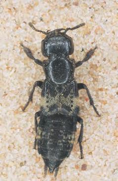 Løbebiller Ground beetle Løpebiller Jordlöpare Nyttedyr Bemidodion, Trechus, Calathus, Pterostichus PP Nytte