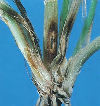 Soppsjukdommer i korn Knækkefodsyge Foot root (Eyespot) PSDCHE Stråknekker Stråknäkkare Pseudocercosporella herpotrichoides SY Verter Rug, rughvete, høsthvete, bygg, vårhvete og kveke.