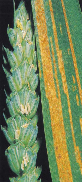 Gulrust Barley yellow rust PUCCST Gulrust Gulrost Puccinia striiformis Syn. Puccinia glumarum SY Verter Hvete, rughvete, bygg og rug. Symptom Gule striper med utvendige sporehoper mellom bladnervene.