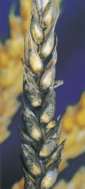 Symptom Ses som lyse gulbrune eller grå flekker på de eldste bladene om våren. I flekkene er det pyknider som er svarte. Disse ligger i rader mellom bladnervene.